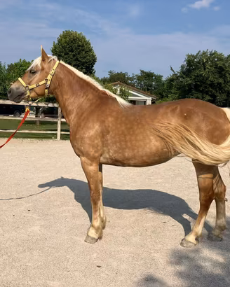 Fattrice domata haflinger