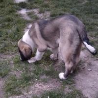 Pastore asia centrale