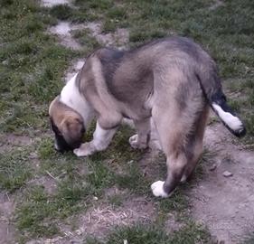 Pastore asia centrale