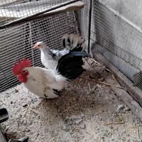 Galletto e gallinella chabo nagasaki giovani