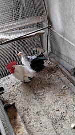 Galletto e gallinella chabo nagasaki giovani