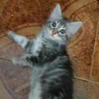 Simpatici e dolci cuccioli di gatto