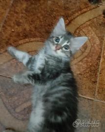 Simpatici e dolci cuccioli di gatto