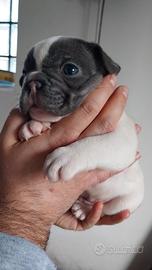 Cucciolo bulldog francese esotico