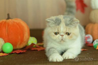 Cucciola Calico dil di gatti Exotic Shorthair 