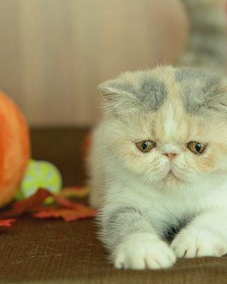 Cucciola Calico dil di gatti Exotic Shorthair 