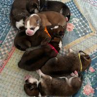 Cuccioli di Akita Inu con pedigree ENCI