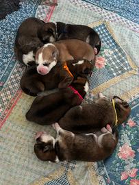 Cuccioli di Akita Inu con pedigree ENCI