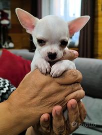 Cuccioli di Chihuahua