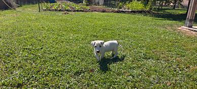Jack Russell cuccioli