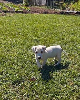 Jack Russell cuccioli