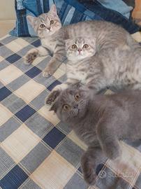 Cuccioli Scottish fold e Scottish straight 