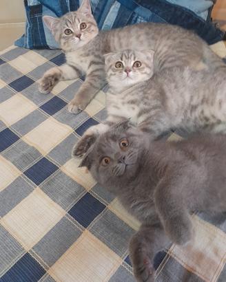 Cuccioli Scottish fold e Scottish straight 