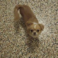 Chihuahua femmina di 2 anni