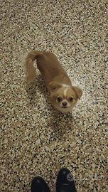 Chihuahua femmina di 2 anni