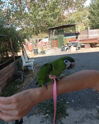 ara nobilis allevati a mano 