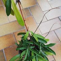 Piante  hoya carnosa