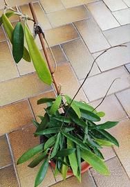 Piante  hoya carnosa
