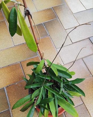 Piante  hoya carnosa