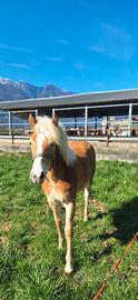 Puledra 12 mesi haflinger
