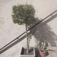 PIANTE DA GIARDINO GRANDI E PERFETTE