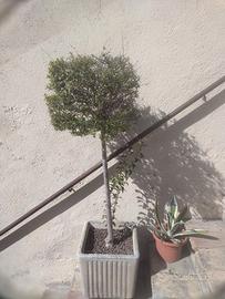 PIANTE DA GIARDINO GRANDI E PERFETTE