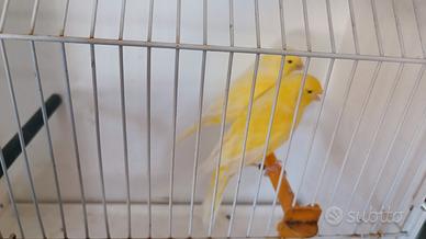 Canarini di colore