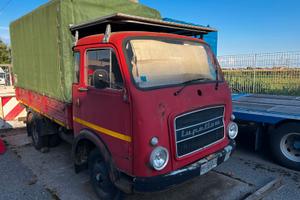 autocarro  om lupetto