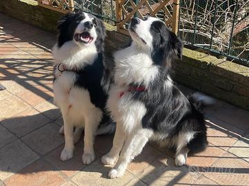 2 border collie