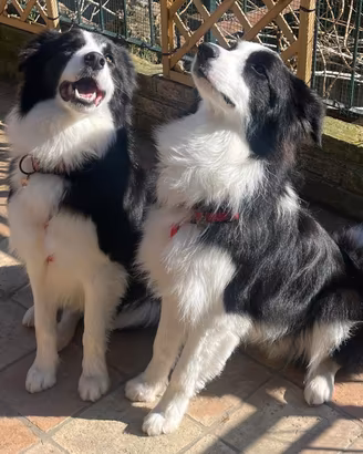 2 border collie