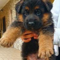 Allevamento ENCI - cuccioli pastore tedesco