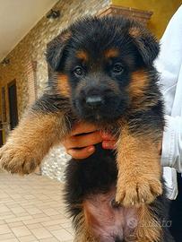 Allevamento ENCI - cuccioli pastore tedesco