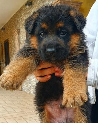 Allevamento ENCI - cuccioli pastore tedesco