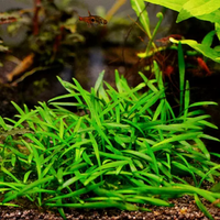 Pianta Cryptocoryne Costata