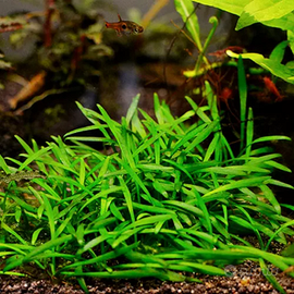 Pianta Cryptocoryne Costata