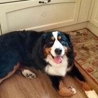 Bovaro maschio per monta