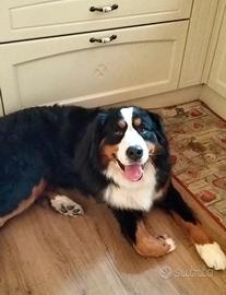 Bovaro maschio per monta