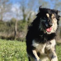 Leone. Mix pastore della Sila, adozione