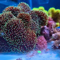 Sarcophyton Black e green - marino