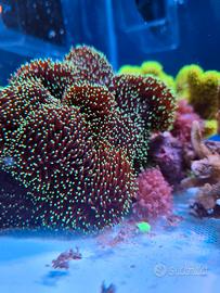 Sarcophyton Black e green - marino