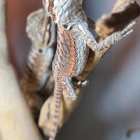 Cuccioli di pogona vitticeps