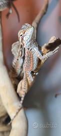 Cuccioli di pogona vitticeps