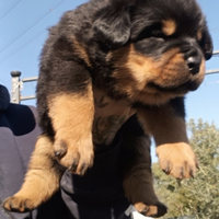 Cuccioli rottweiler