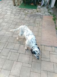setter inglese 