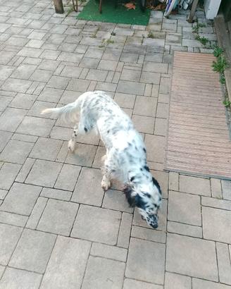 setter inglese 