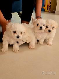 Cuccioli di Maltese - prenotabili ora