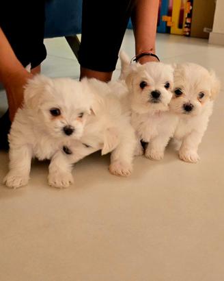 Cuccioli di Maltese - prenotabili ora