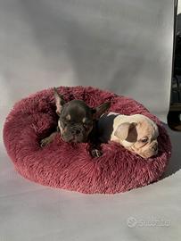 Bulldog Francese - M & F