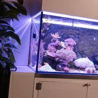 Acquario completissimo coralli pesci e tecnica