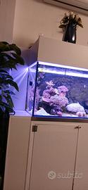 Acquario completissimo coralli pesci e tecnica
